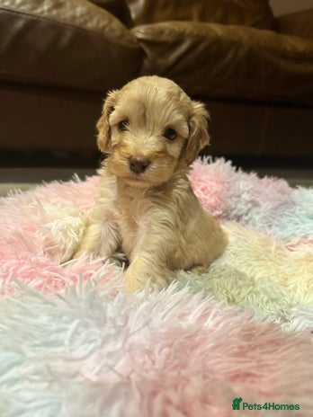 Cockapoo dogs - Advert 5