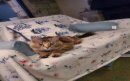 British Longhair cats for sale: Domestic Longhaired Female  - Advert 3