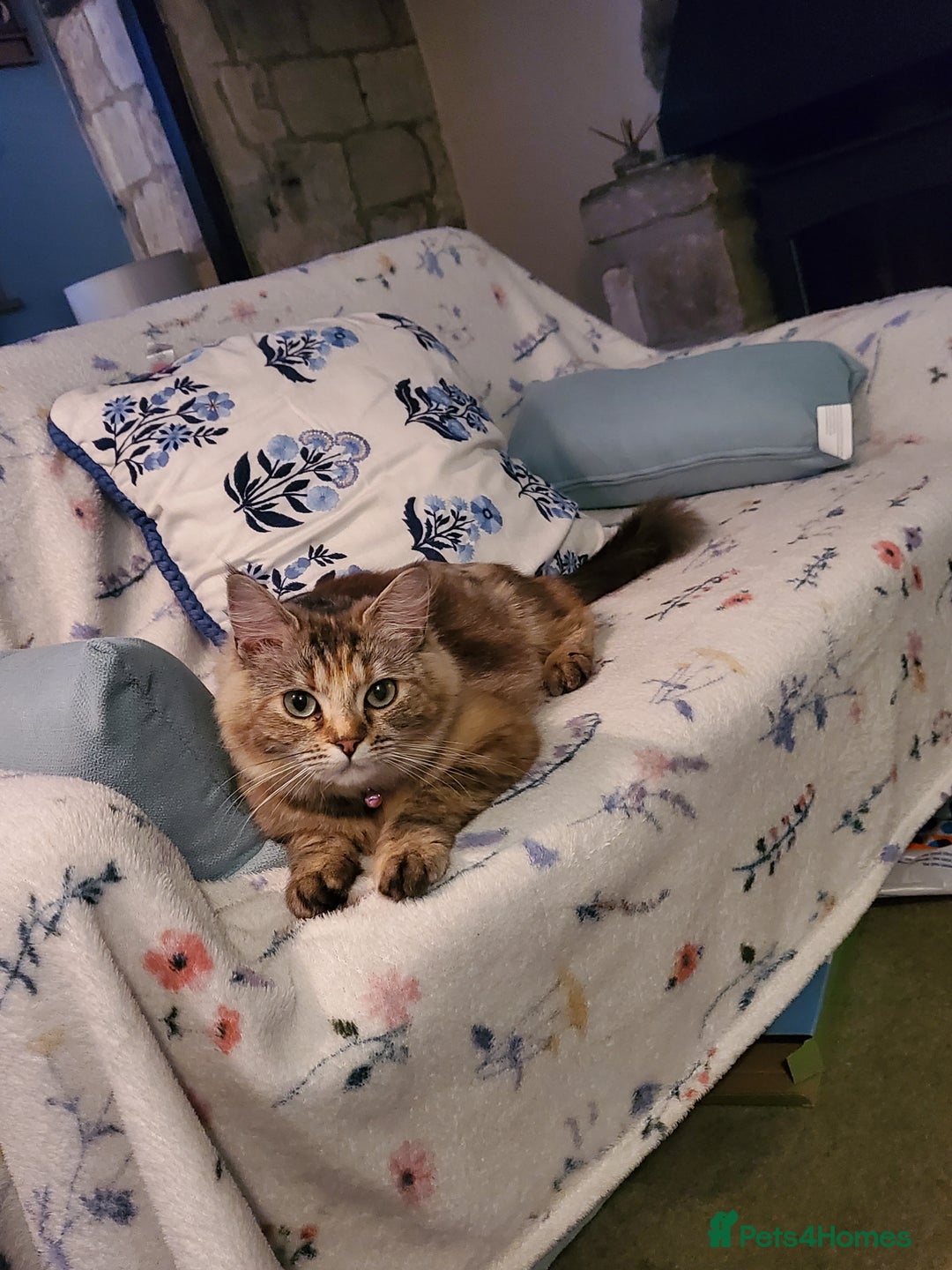 British Longhair cats for sale: Domestic Longhaired Female  - Advert 3