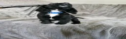 Cocker Spaniel dogs for sale: 3 beautiful cocker spaniel puppies  - Advert 10