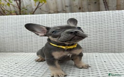 French Bulldog dogs for sale: READY NOW!! French Bulldog Puppies!! - Advert 11