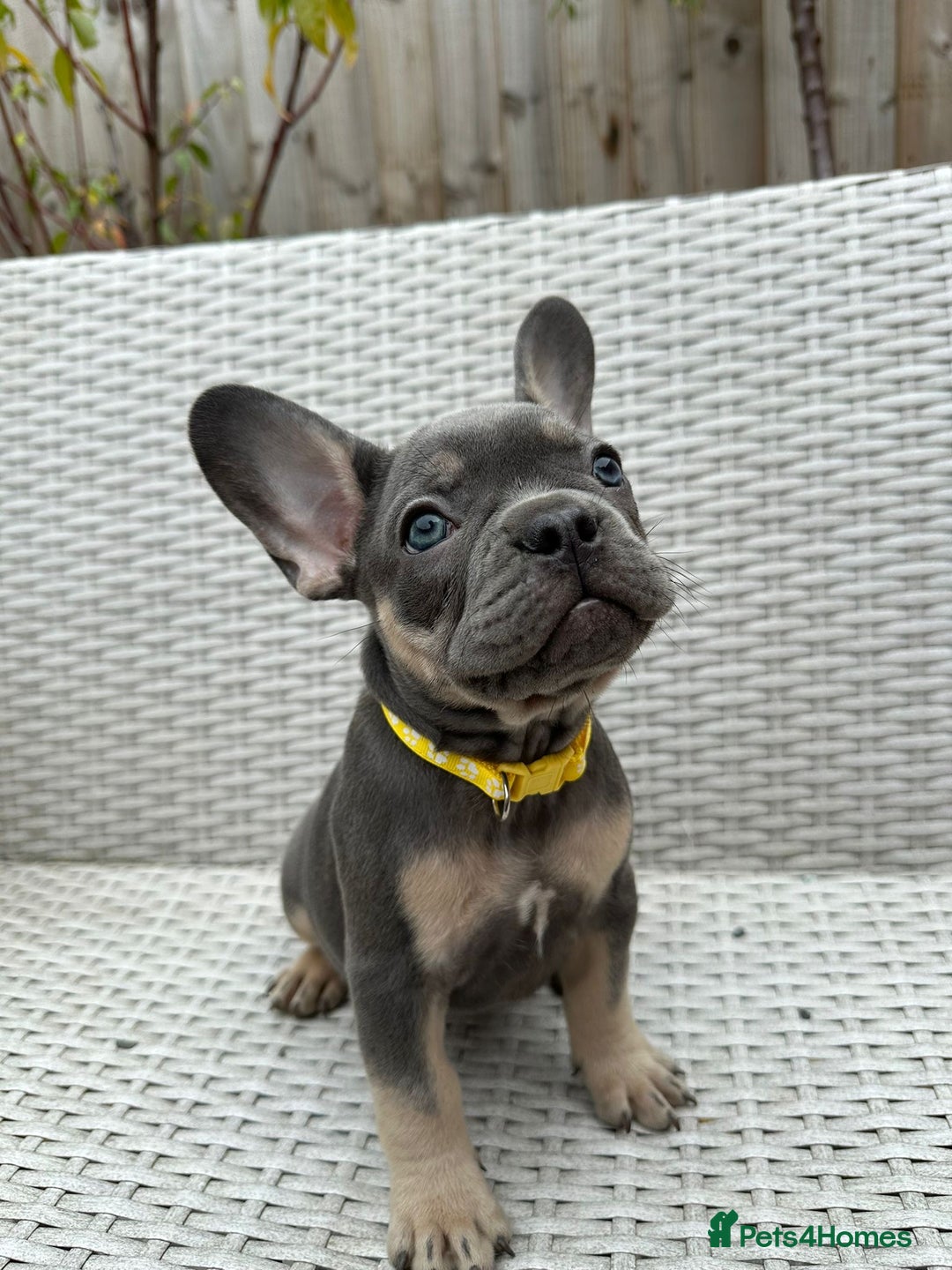 French Bulldog dogs for sale: READY NOW!! French Bulldog Puppies!! - Advert 11