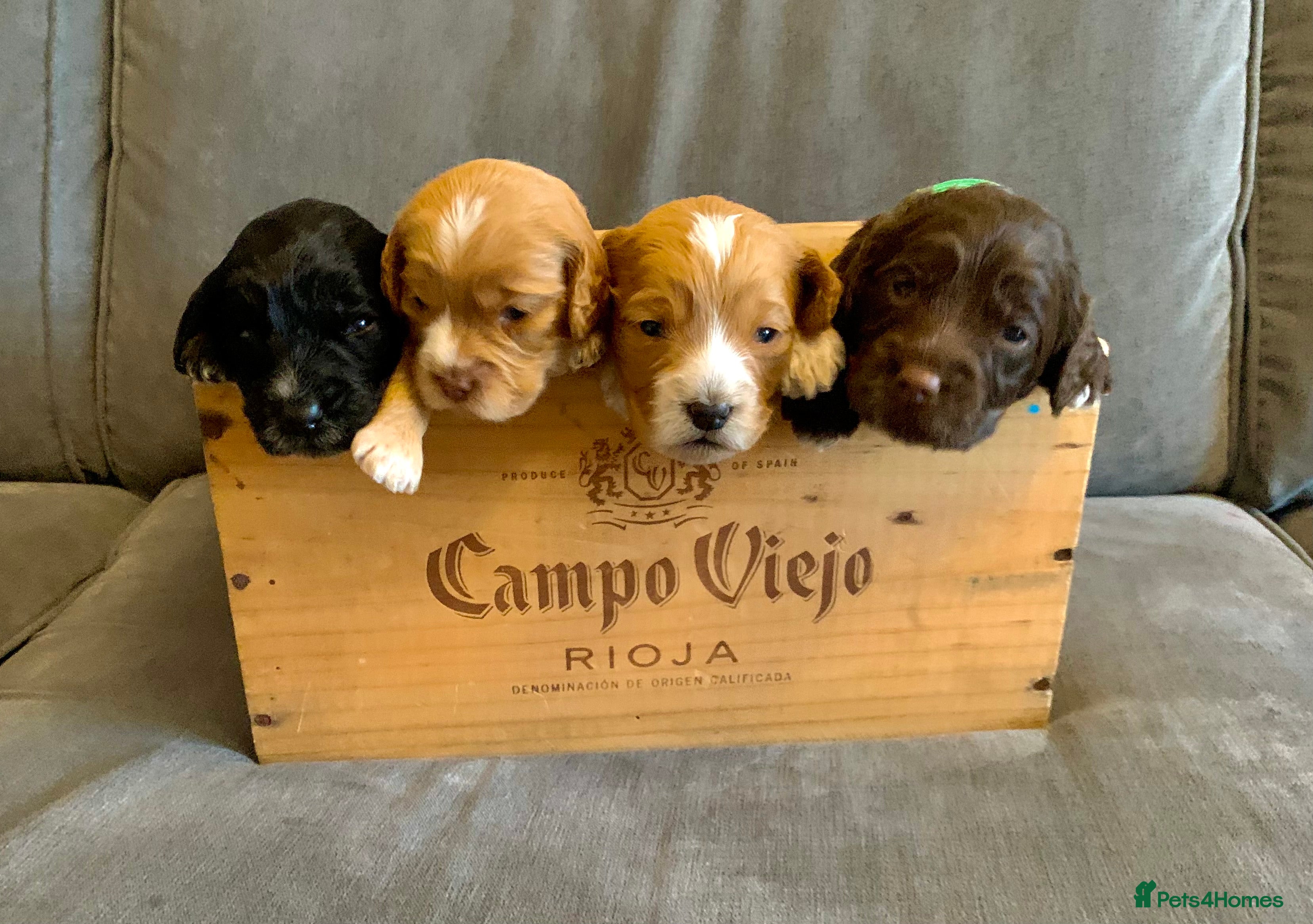 Cockapoo dogs All puppies have found their forever homes! - Advert 6