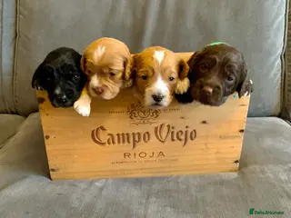 Cockapoo dogs All puppies have found their forever homes! - Advert 6