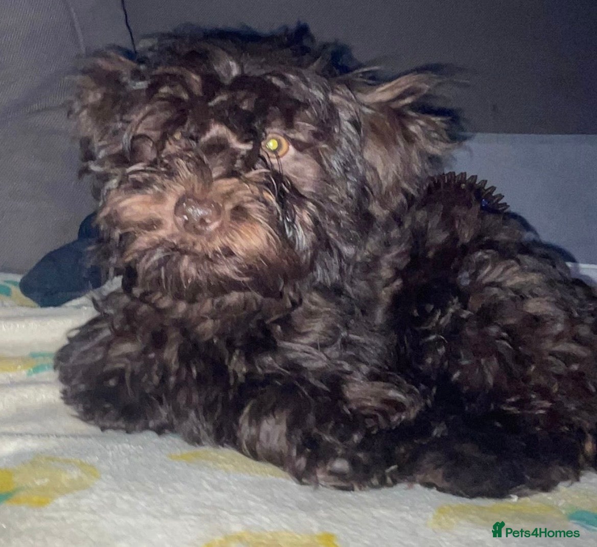 Mixed Breed dogs Gorgeous Homebred puppies  - Advert 18