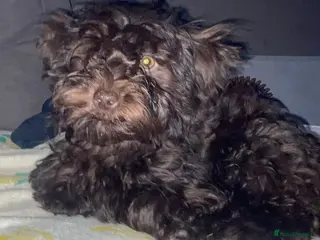 Mixed Breed dogs Gorgeous Homebred puppies - Advert 18