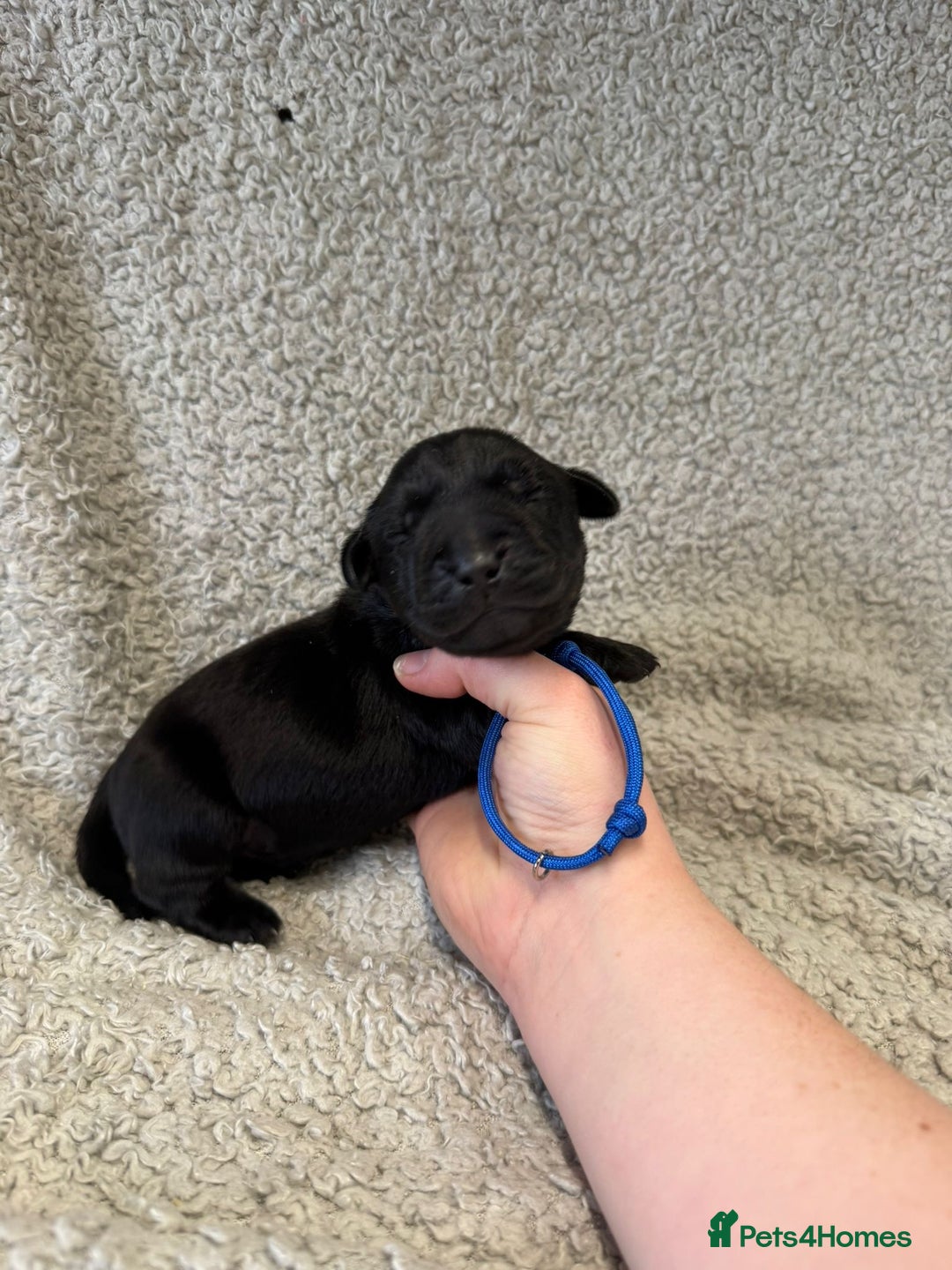 Goldador dogs for sale: Gorgeous Black Goldadors   - Advert 19