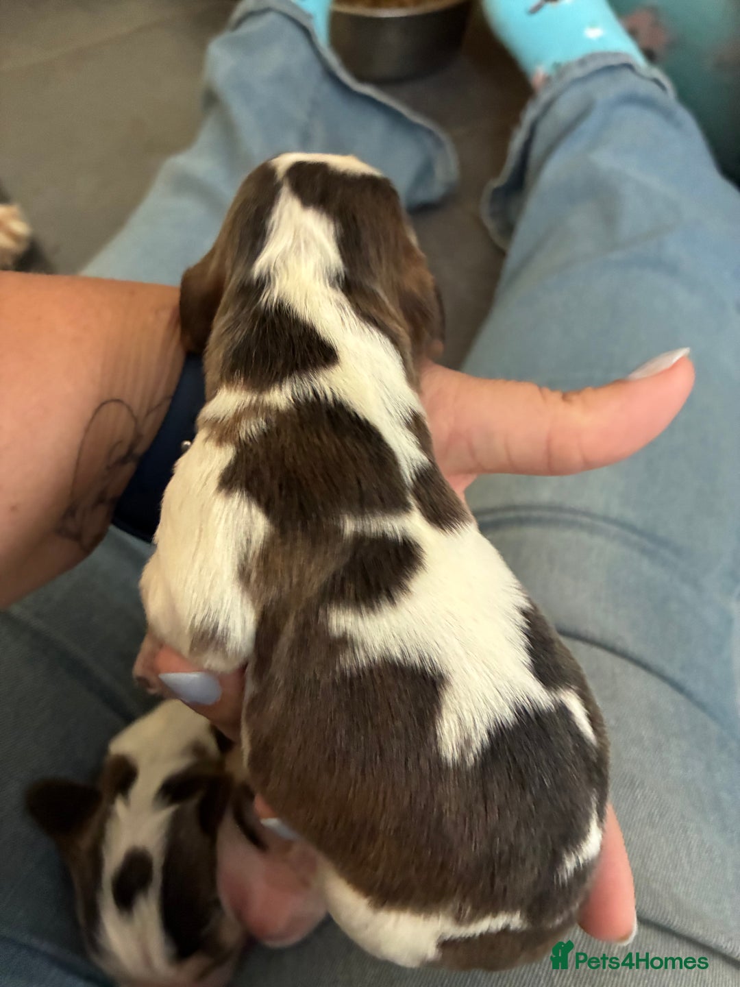 Cocker Spaniel dogs for sale: Show cocker spaniels - both parents family pets  - Image 9