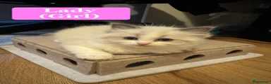 Lady: Ragdoll Kitten 2