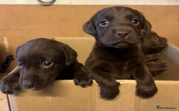 Labrador Retriever dogs for sale: Chocolate Labrador puppies  - Advert 7