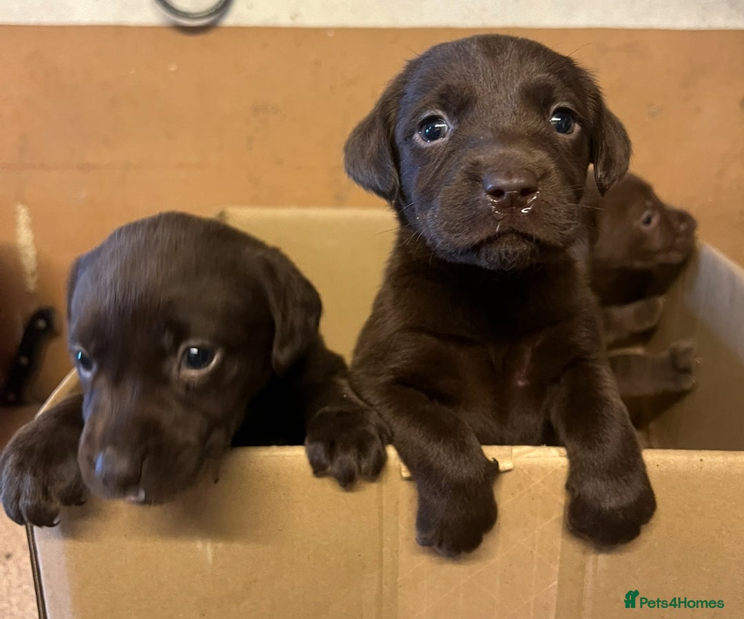 Labrador Retriever dogs for sale: Chocolate Labrador puppies  - Advert 7