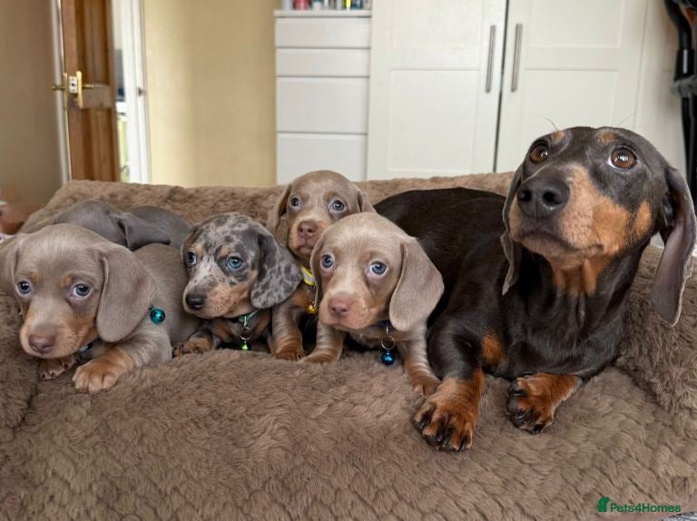 Miniature Dachshund dogs Miniature Dachshund Puppies Ready For Families - Advert 14