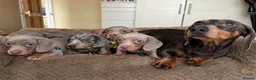 Miniature Dachshund dogs for sale: Miniature Dachshund Puppies Ready For Families - Advert 1
