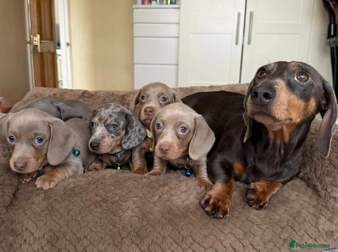 Miniature Dachshund dogs for sale: Miniature Dachshund Puppies Ready For Families - Advert 1