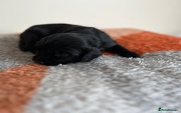 Cocker Spaniel dogs for sale: 6 adorable Cocker Spaniel pups - Image 14