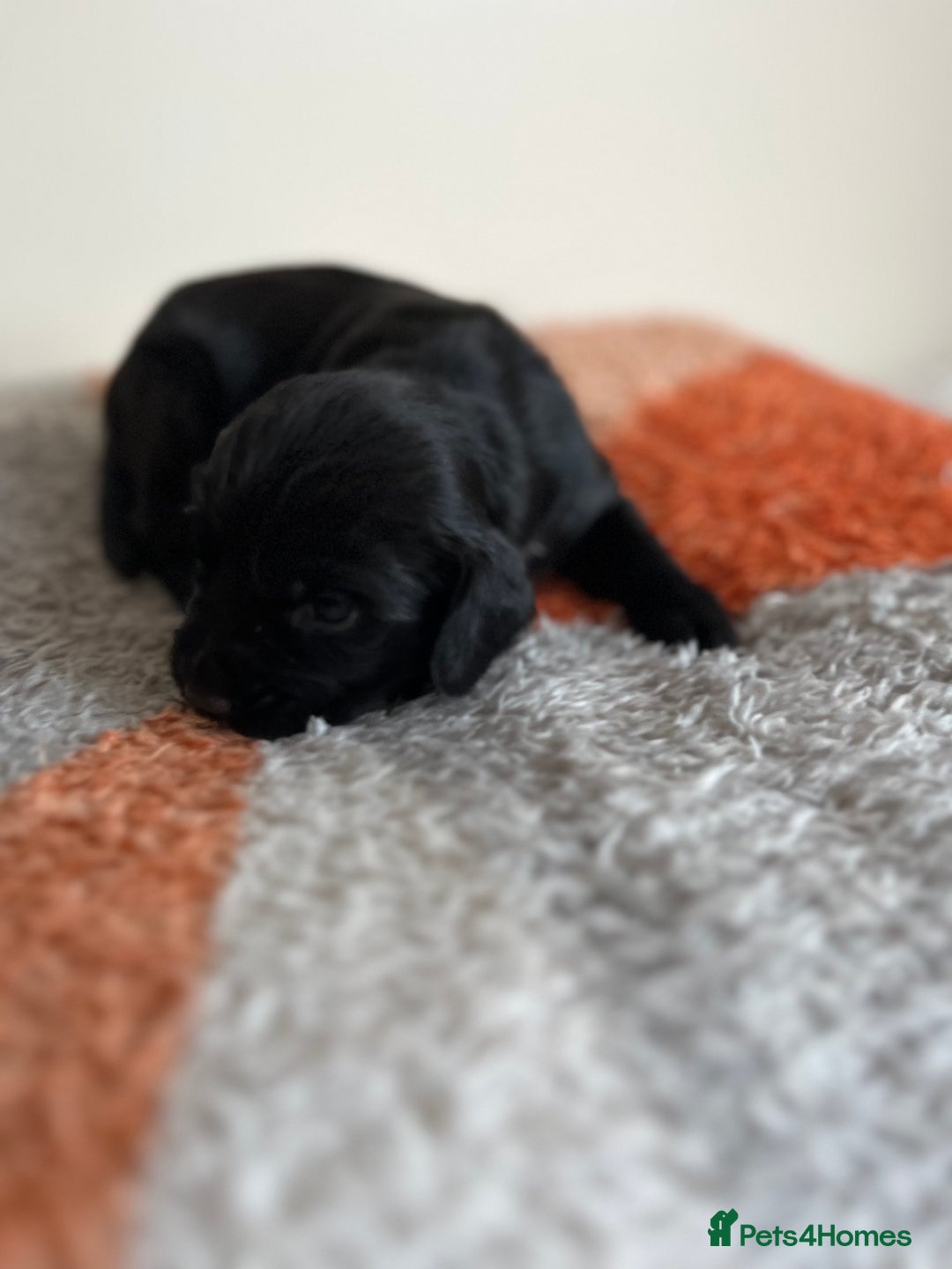 Cocker Spaniel dogs for sale: 6 adorable Cocker Spaniel pups - Image 14