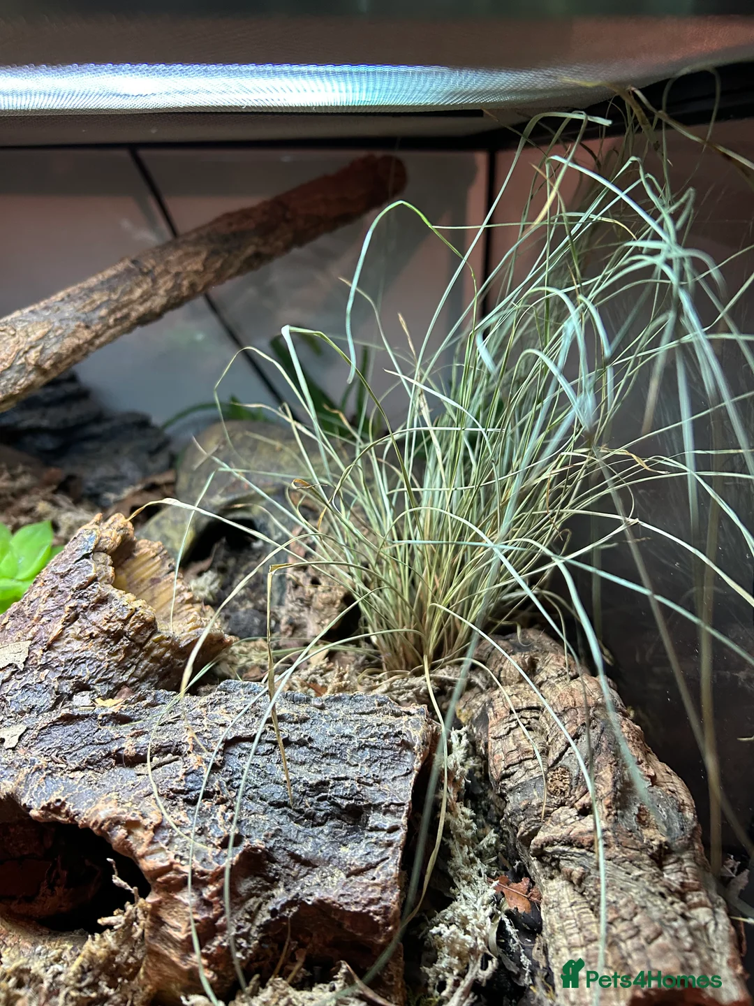 Snake reptiles for sale: Kenyan Sand Boa + Enclosure full setup  - Advert 5