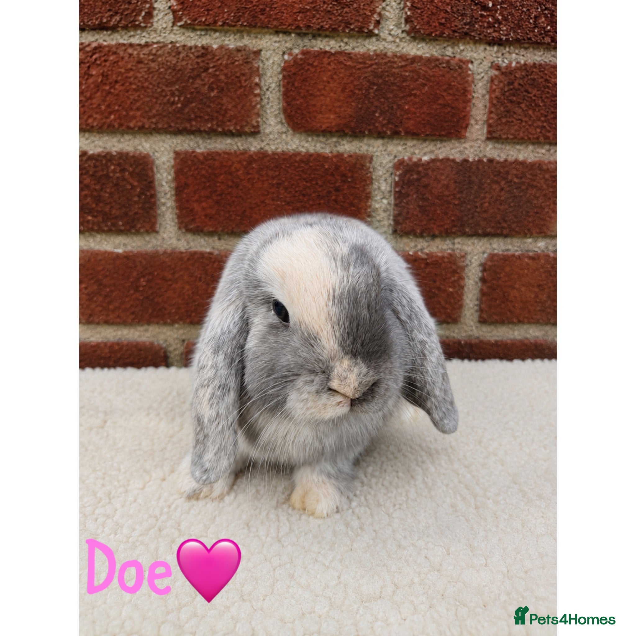 Mini Lop rabbits Pure breed mini lop  - Advert 2