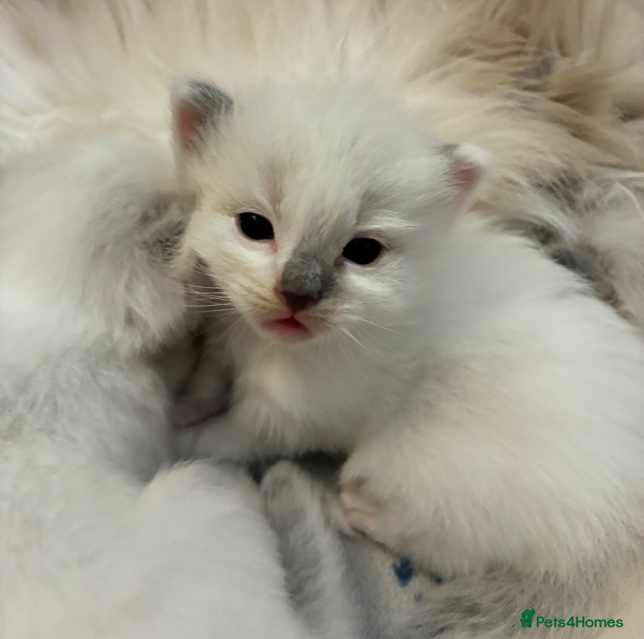 Ragdoll cats Beautiful male ragdoll kittens - Advert 1