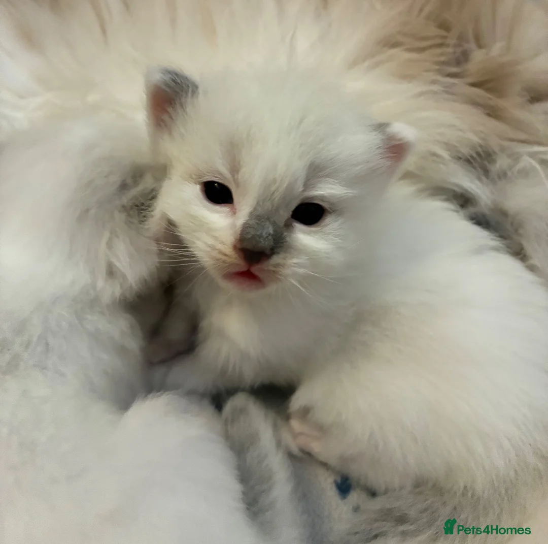 Ragdoll cats for sale: Beautiful male ragdoll kittens - Advert 1