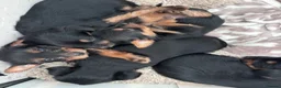 Yorkshire Terrier dogs for sale: Beautiful Yorkshire terrier puppies 🐶  in Poole - Advert 15