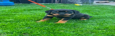  Orange collar 