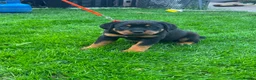 Rottweiler dogs for sale: Beautiful Rottweiler puppies for sale in Tonbridge - Advert 9