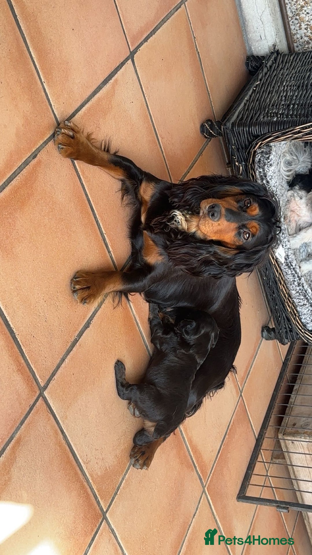Cocker Spaniel dogs for sale: One beautiful working cocker girl  - Image 5