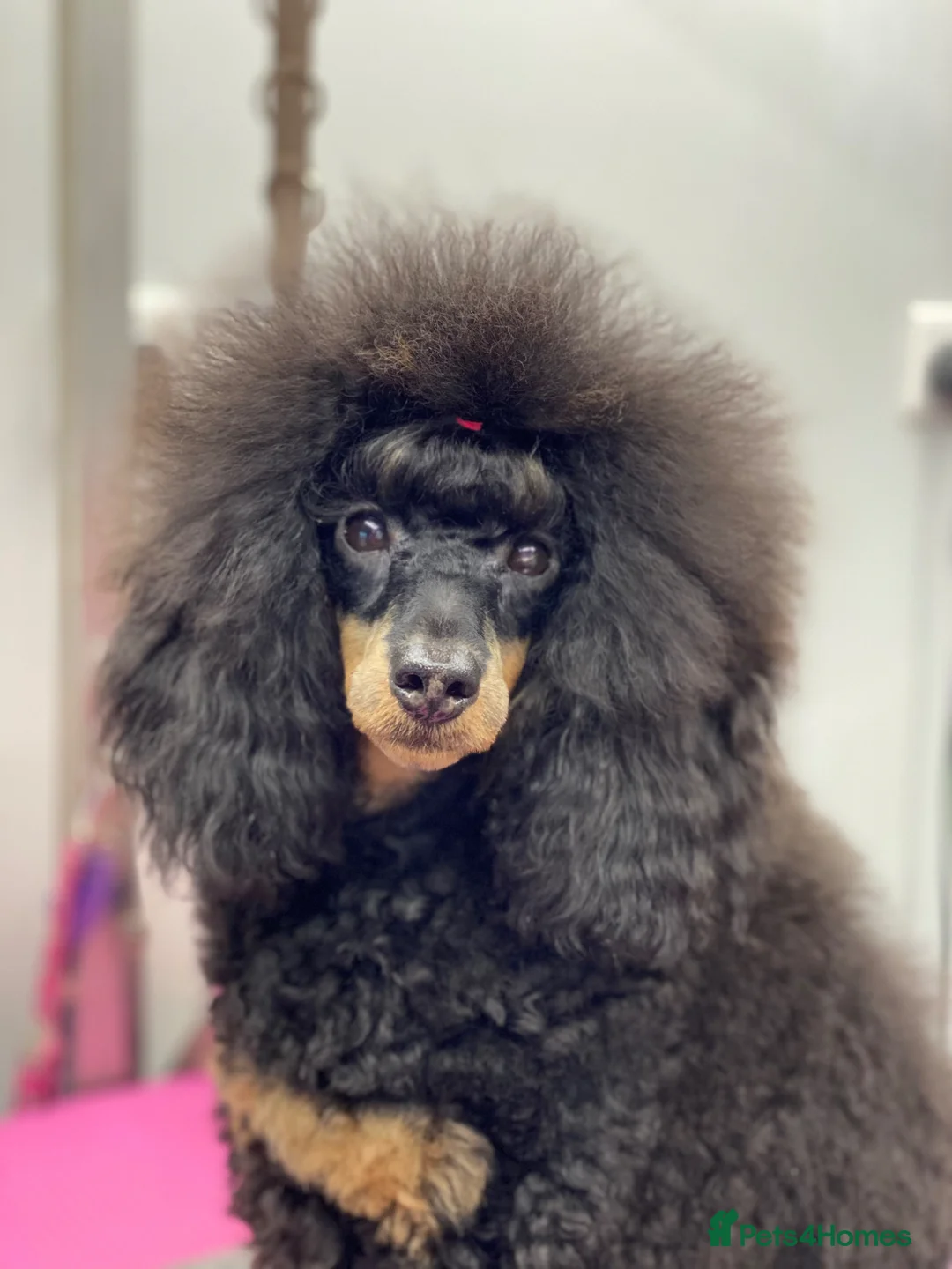 Miniature Poodle dogs for stud: Small RKC registered Miniature Phantom Poodle - Advert 1