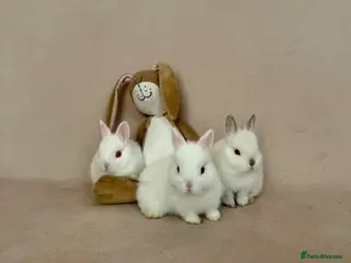Netherland Dwarf rabbits 🐇 Netherland Dwarf Babies 🐇 - Advert 1