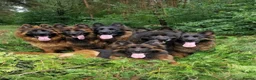 German Shepherd dogs for sale: German shepherd straigh back - Advert 3