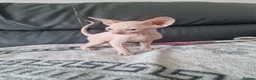Sphynx cats for sale: Canadian Sphynx Kittens Looking for Loving Homes  - Advert 11