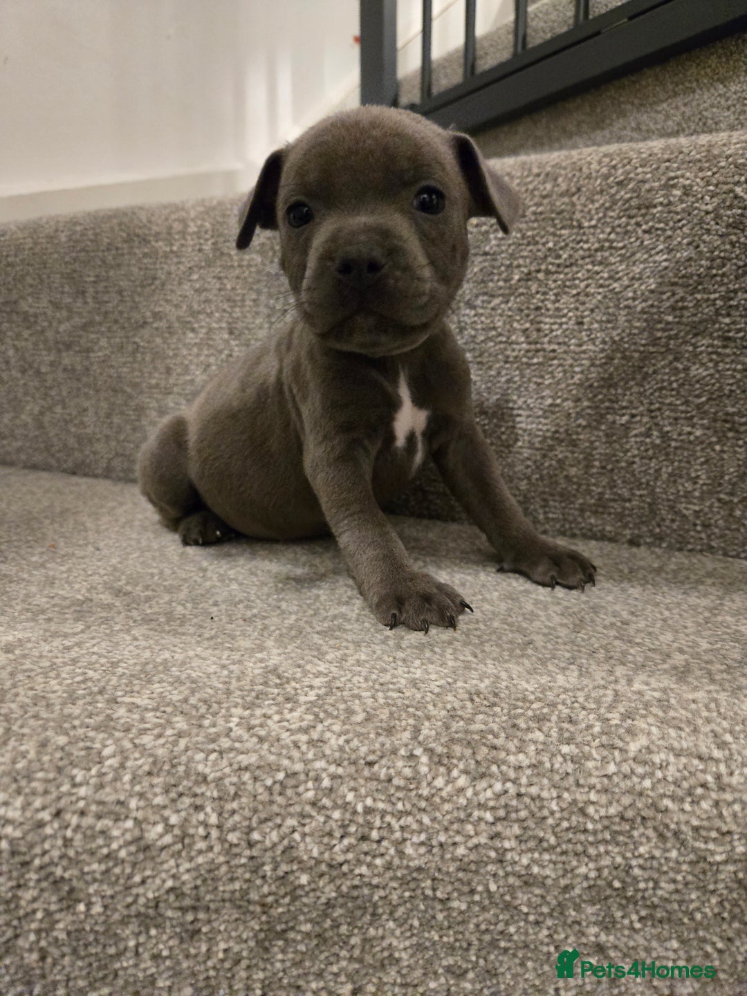 Staffordshire Bull Terrier dogs for sale: Blue Staffy Puppies 🐶 - Advert 5