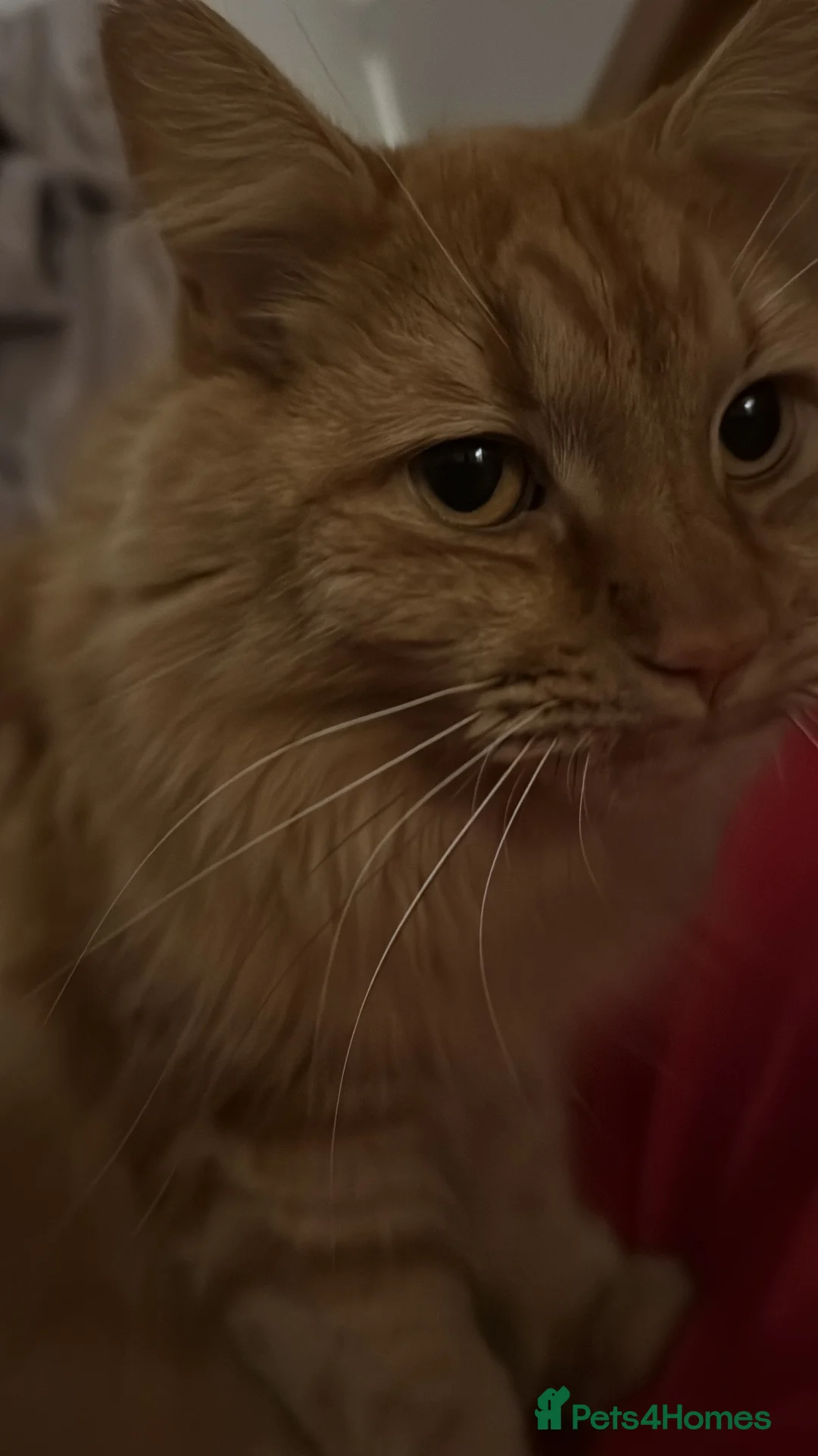 Mixed Breed cats for sale: Beautiful boy for rehoming - Advert 9