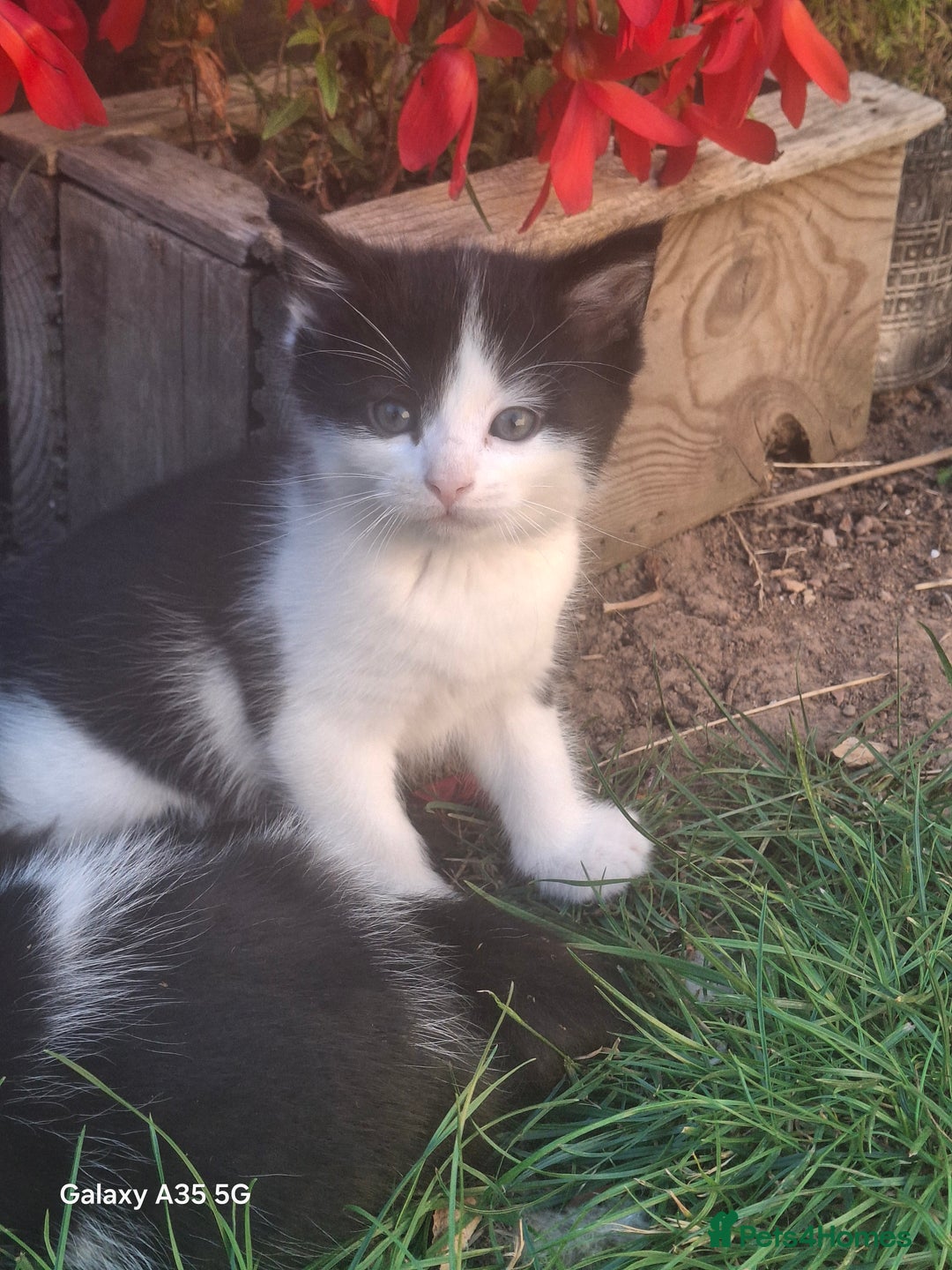 Mixed Breed cats for sale: 4 beautiful kittens  - Image 8