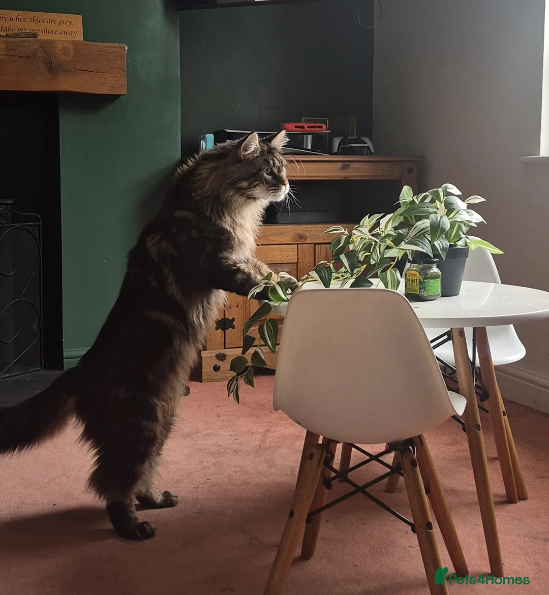 Maine Coon cats for stud: PROVEN XL MAINE COON STUD - Advert 1