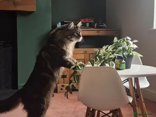 Maine Coon cats PROVEN XL MAINE COON STUD - Advert 2