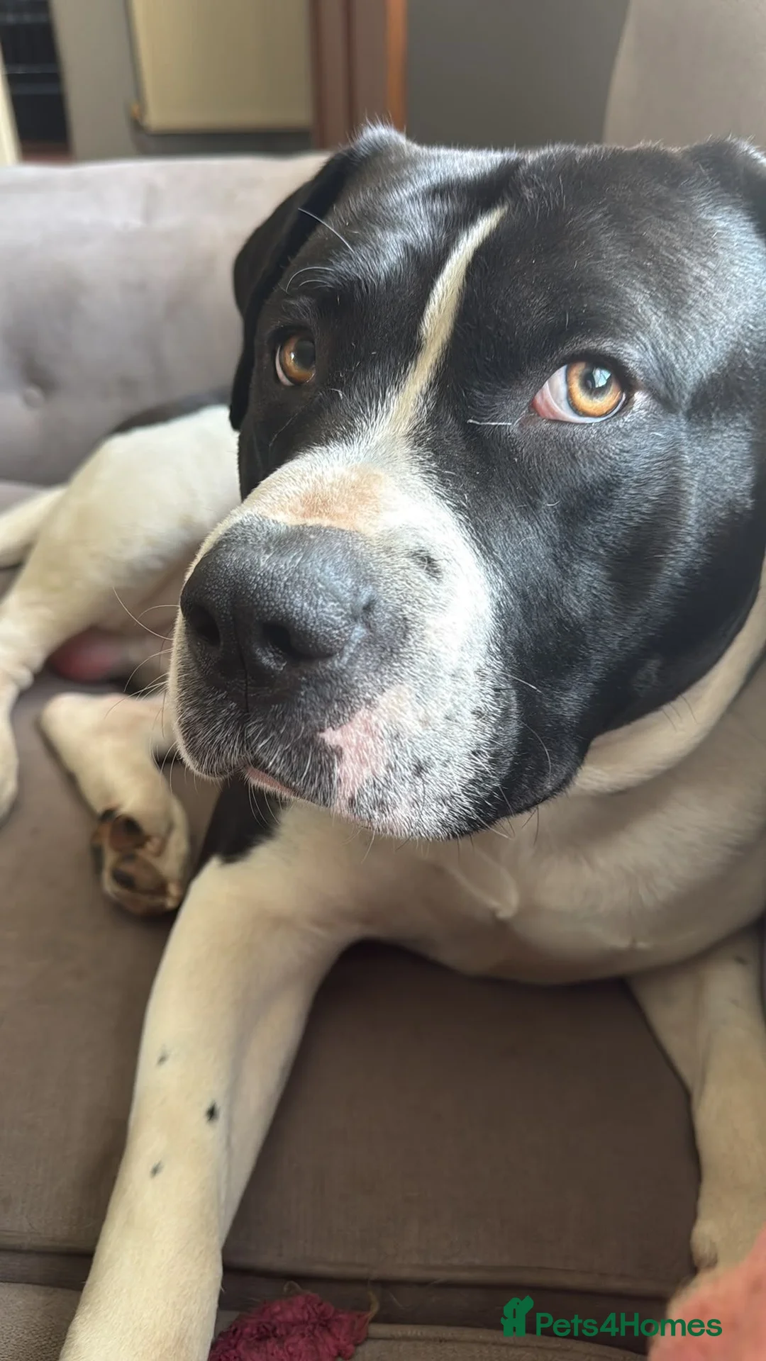 Mixed Breed dogs for sale: Chief in Rochester - Advert 2