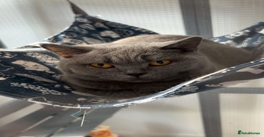 British Shorthair cats - Advert 13