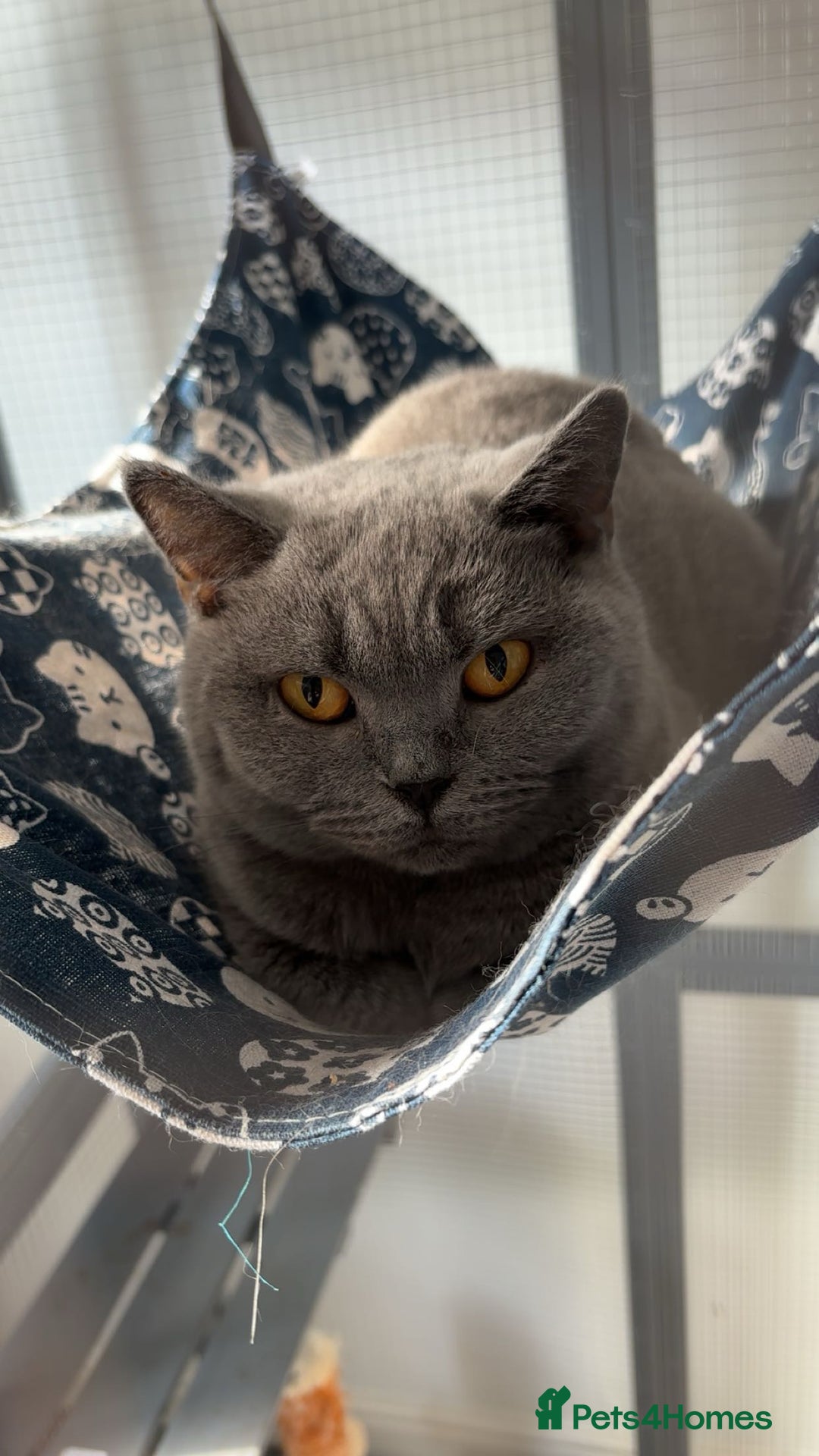 British Shorthair cats for sale: GCCF Registered British Shorthair  - Image 2