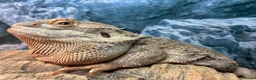 Bearded Dragon reptiles for sale: 3 year old Bearded Dragon with Vivarium included in Derby - Advert 3