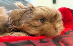 Shih Tzu dogs for sale: Shih Tzu KARASHISHI Line Two Boys Left Green Eyes - Advert 12