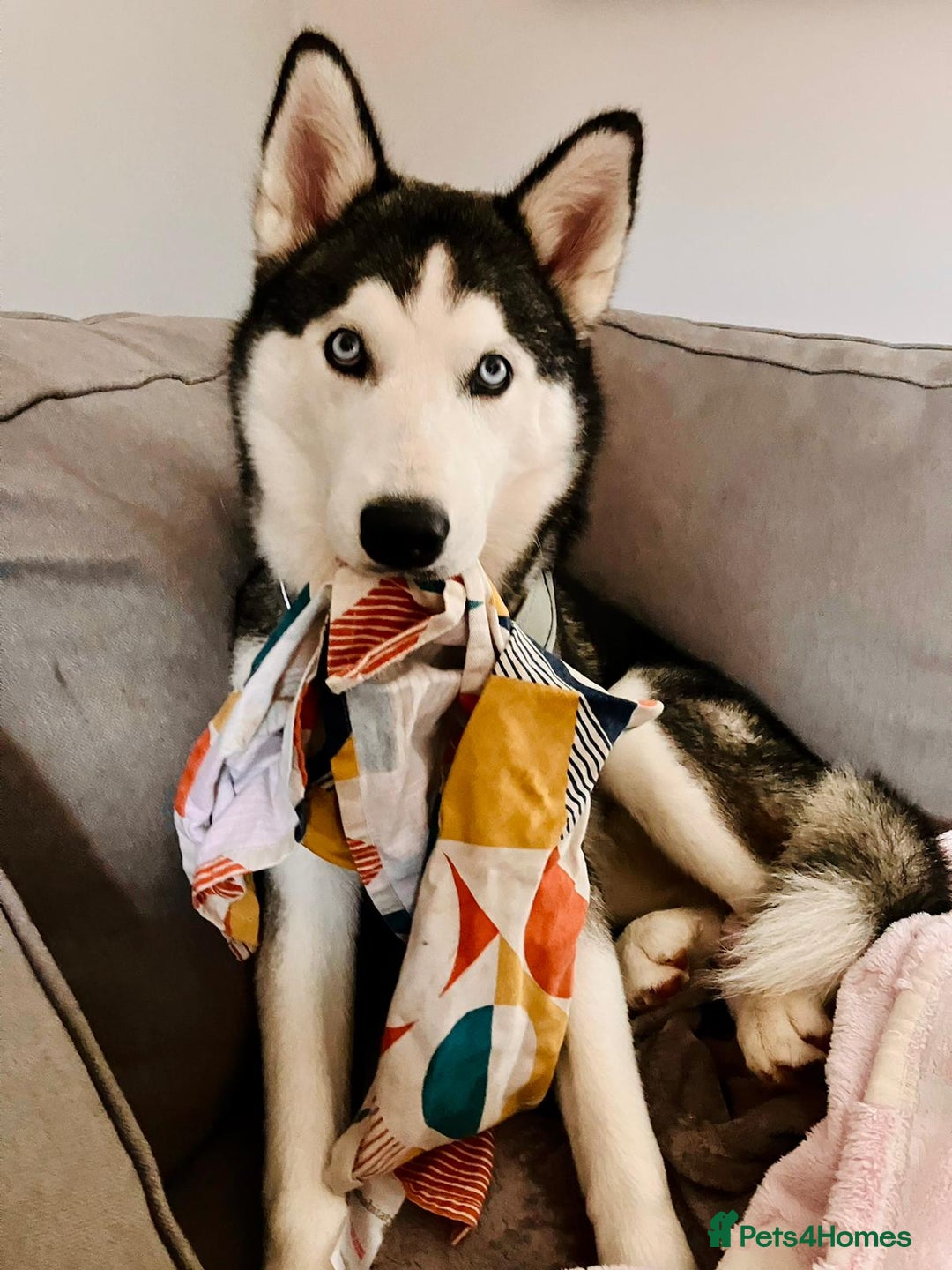 Siberian Husky dogs for sale: Siberian Husky Needing a New Start - Advert 2