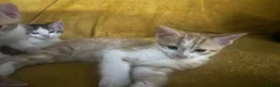 Mixed Breed cats for sale: GORGEOUS KITTENS  - Advert 14