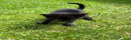 Mixed Breed cats for sale: Black kittens male and female  in Walsall - Advert 6