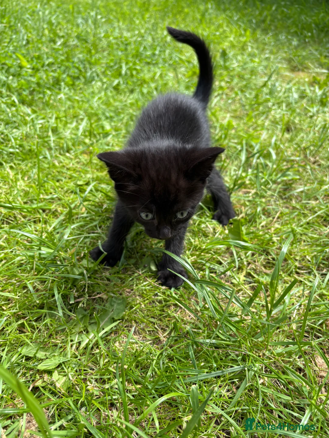 Mixed Breed cats for sale: Black kittens male and female  in Walsall - Advert 6