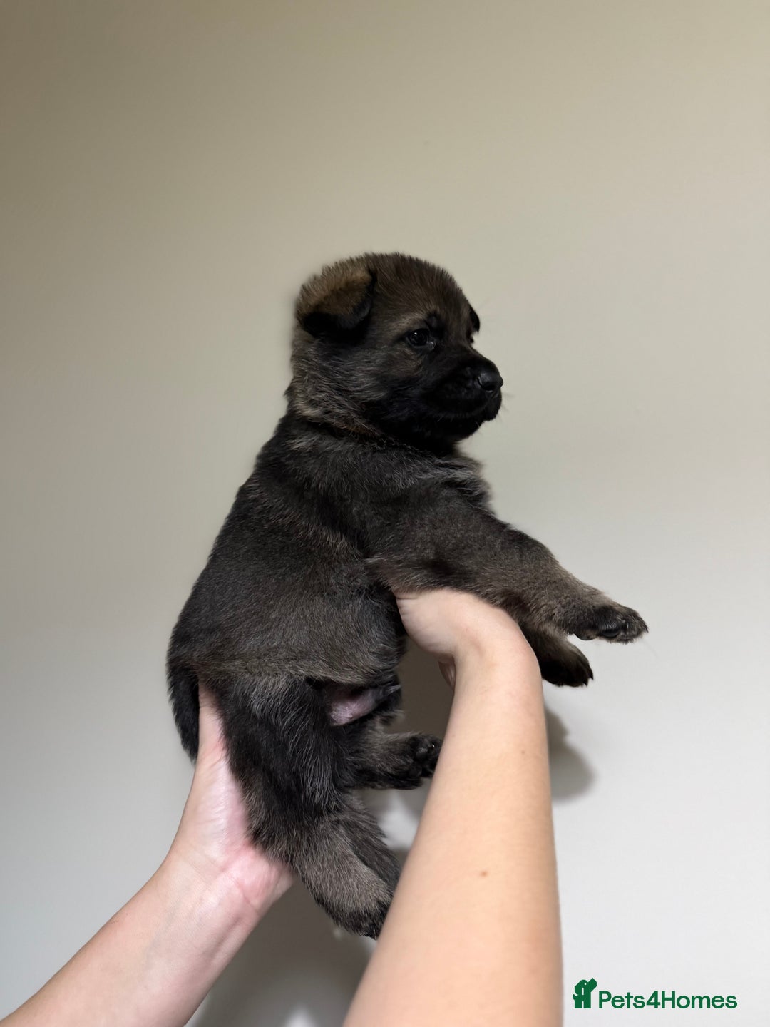 German Shepherd dogs for sale: Beautiful KC German Shepherd Puppies  - Advert 15