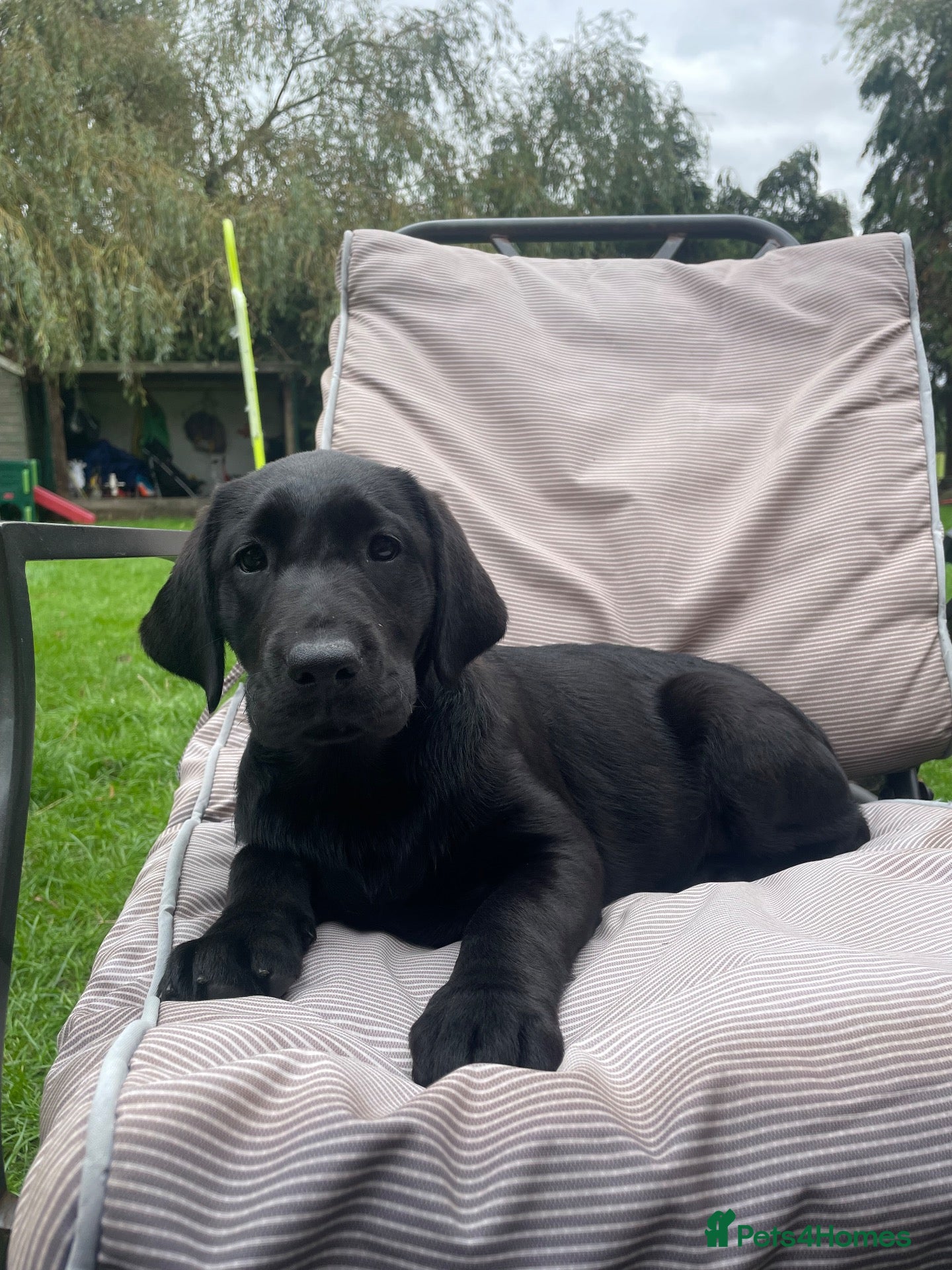 Labrador Retriever dogs Beautiful Chunky Labrador Puppies  - Advert 1