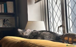 Mixed Breed cats for sale: Purr- fectly Adorable Kittens for loving homes - Advert 4