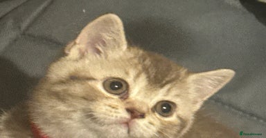 British Shorthair cats - Advert 6